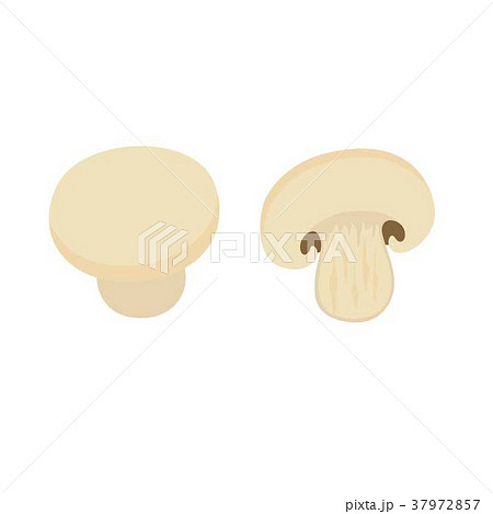 White Champignon Mushroomsのイラスト素材