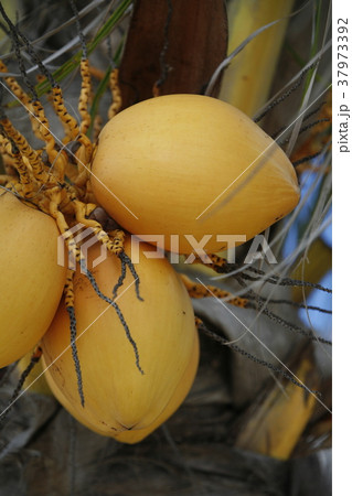 SOUTH AMERICA VENEZUELA ISLA MARGATITA EL YAQUE SOUTH AMERICA VENEZUELA ISLA MARGATITA EL YAQUE 37973392