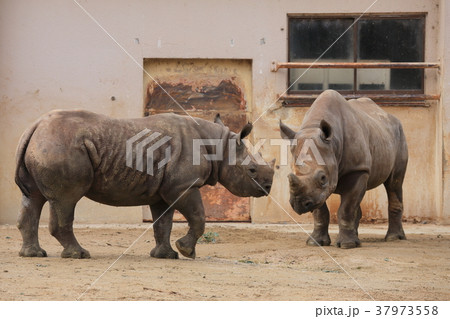 広島　安佐動物公園　クロサイ 37973558