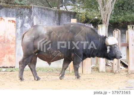 広島 安佐動物公園 アフリカスイギュウ 広島 安佐動物公園 アフリカスイギュウ 37973565