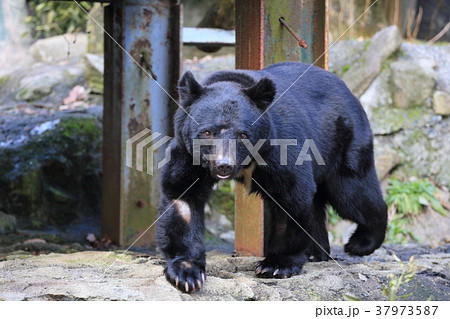 広島　安佐動物公園　ツキノワグマ 37973587