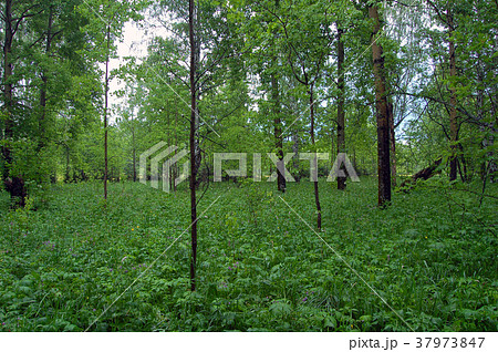 a grove with a rich undergrowth a grove with a rich undergrowth 37973847