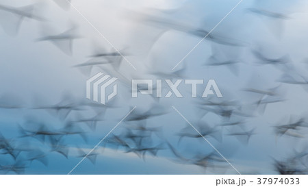 Abstract photo from flying seagulls Abstract photo from flying seagulls 37974033