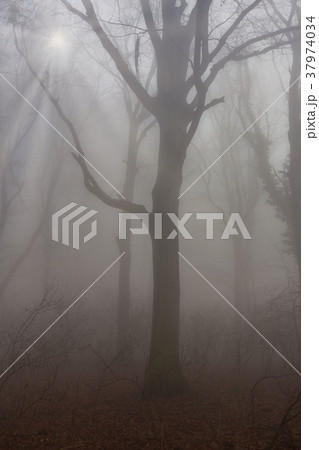 Mystic foggy day in the oak forest Mystic foggy day in the oak forest 37974034