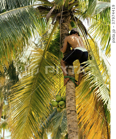 professional climber on coconut treegathering professional climber on coconut treegathering 37974419