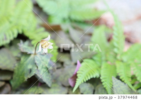 ユキワリイチゲの花 37974468