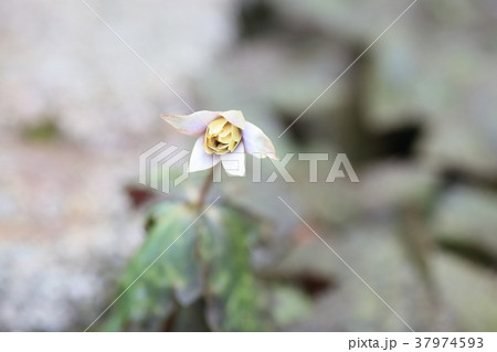 ユキワリイチゲの花 37974593