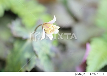 ユキワリイチゲの花 37974594