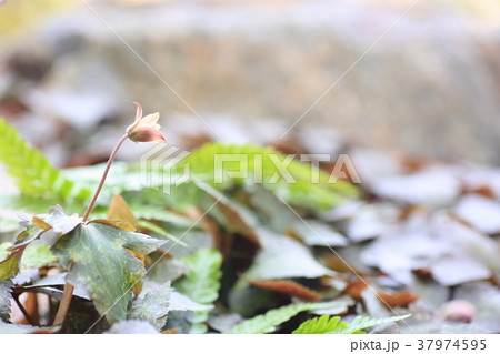 ユキワリイチゲの花 ユキワリイチゲの花 37974595