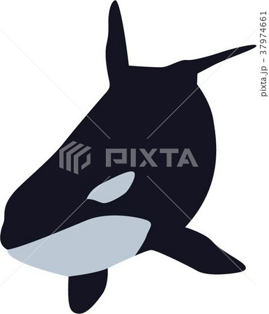 シャチのイラスト素材