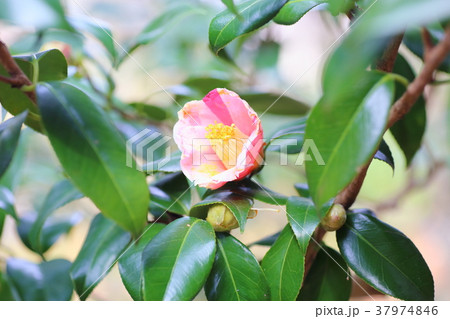 椿の花 覆輪秋の山 椿の花 覆輪秋の山 37974846
