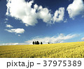 真夏の就実の丘 真夏の就実の丘 37975389