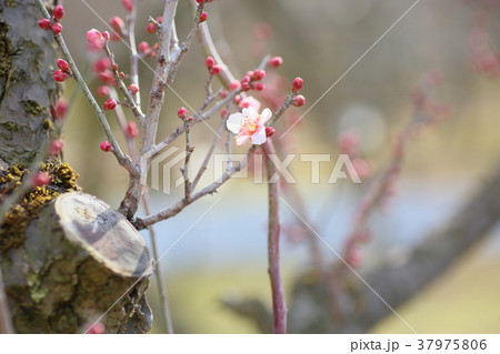 ピンクの梅の花 紅冬至 ピンクの梅の花 紅冬至 37975806