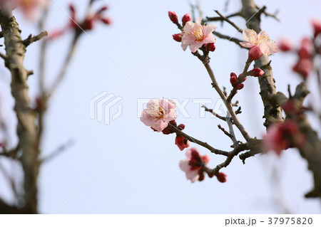 ピンクの梅の花 紅冬至 ピンクの梅の花 紅冬至 37975820