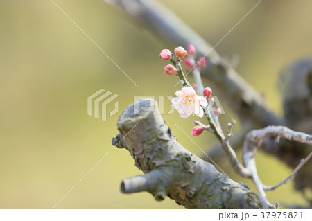 ピンクの梅の花　紅冬至 37975821