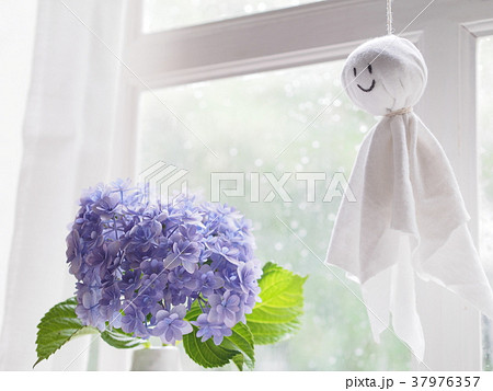 てるてる坊主とあじさい 37976357