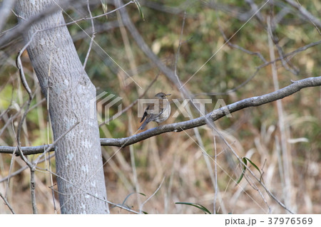 ウグイス 常陸風土記の丘 ウグイス 常陸風土記の丘 37976569