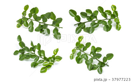Leaves of Bergamot tree or kaffir lime leaves isolated on white Leaves of Bergamot tree or kaffir lime leaves isolated on white 37977223