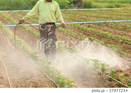 Local Thai farmer or gardener spraying chemical in Marigold flower field at northern of Thailand Local Thai farmer or gardener spraying chemical in Marigold flower field at northern of Thailand 37977234
