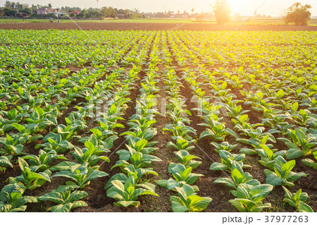 Young green tobacco plant in field at Sukhothai province northern of Thailand 37977263