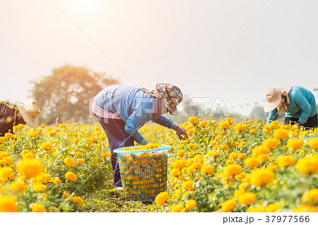 Thai worker or gardener keeping Marigold flower in field at northern of Thailand Thai worker or gardener keeping Marigold flower in field at northern of Thailand 37977566