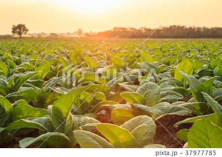 Young green tobacco plant in field at Sukhothai province northern of Thailand 37977785