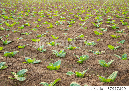Young green tobacco plant in field at Sukhothai province northern of Thailand 37977800