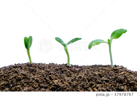 Sprout growing from soil on white background Sprout growing from soil on white background 37978767