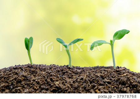 Sprout growing from soil on natural background Sprout growing from soil on natural background 37978768