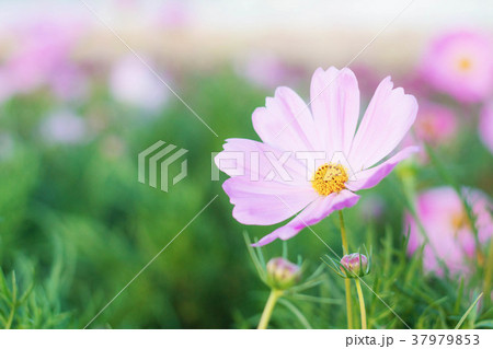 cosmos with morning of sunlight. 37979853