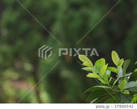 blur background from variety of green plant leaves blur background from variety of green plant leaves 37980542