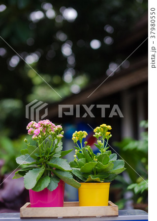 plant in colorful pot 37980550
