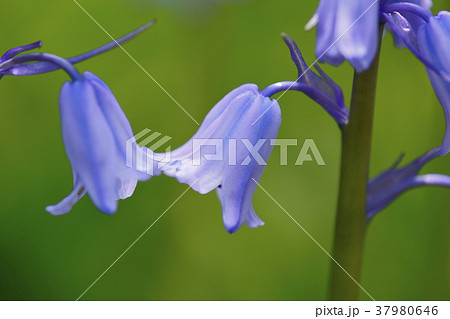 シラーカンパニュラタ 37980646