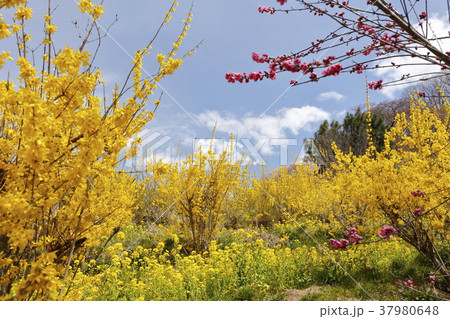 レンギョウ 37980648