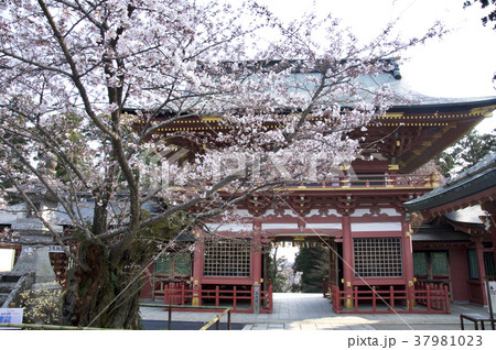 塩竈神社楼門と満開のソメイヨシノ 塩竈神社楼門と満開のソメイヨシノ 37981023
