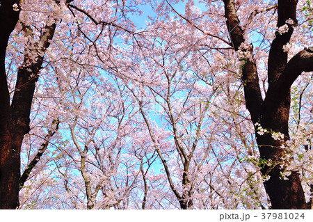 青空と満開の桜が咲く根岸森林公園 37981024