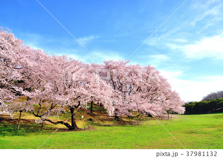 青空と満開の桜が咲く根岸森林公園 青空と満開の桜が咲く根岸森林公園 37981132