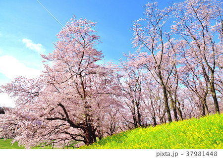 青空と満開の桜が咲く根岸森林公園 青空と満開の桜が咲く根岸森林公園 37981448
