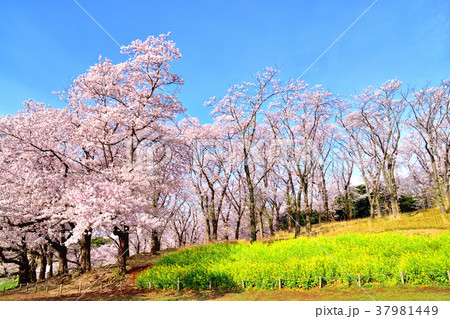 青空と満開の桜が咲く根岸森林公園 青空と満開の桜が咲く根岸森林公園 37981449