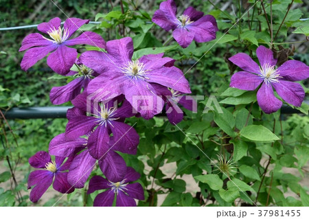 6月初夏 赤紫色のクレマチス 37981455