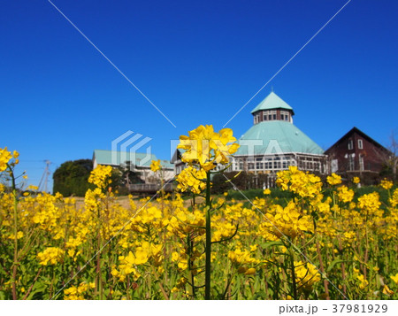 道の駅とみうら 枇杷倶楽部 菜の花 道の駅とみうら 枇杷倶楽部 菜の花 37981929