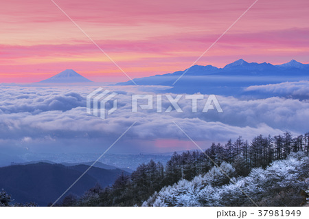 雲海と富士山 高ボッチ高原から遠望の写真素材