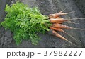 人参 にんじん キャロット 37982227