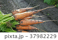 人参 にんじん キャロット 37982229