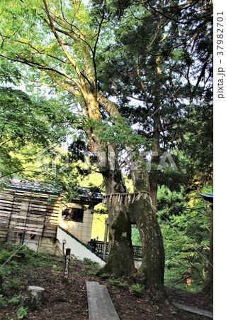 新潟県栃尾又温泉・栃尾又薬師堂の夫婦ケヤキ 新潟県栃尾又温泉・栃尾又薬師堂の夫婦ケヤキ 37982701