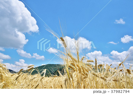 二条大麦 二条大麦 37982794