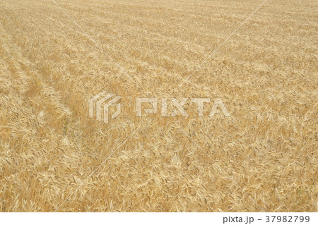 二条大麦 二条大麦 37982799