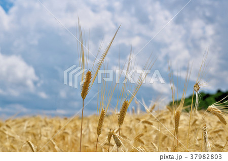 二条大麦 二条大麦 37982803