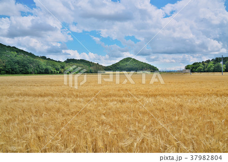 二条大麦 二条大麦 37982804