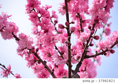 桃の花 - 春イメージ 37982821